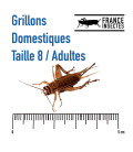 grillons domestiques vivants adultes T8 insectes pour reptile grillon vivant