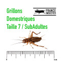 Grillons D Moyens (Taille 7)