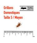 Grillons Domestiques T5 Moyen (Boite)
