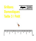Grillons D Micros (Taille 3)