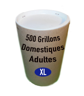 Grillons Domestiques T8 Adultes (x 500)