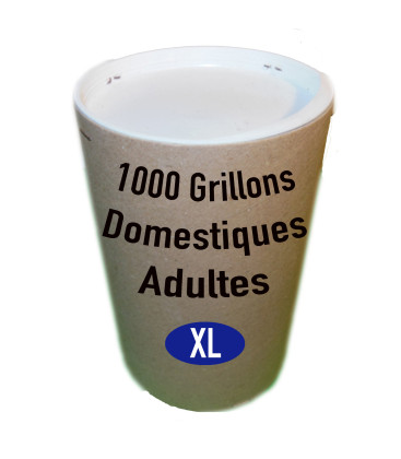 Grillons Domestiques T8 Adultes (x 1000)