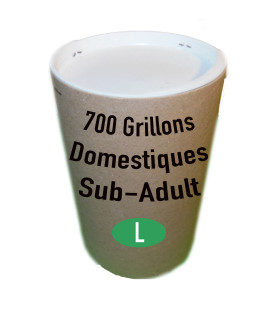 Grillons domestique sub (Taille 7) x700