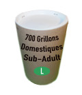 Grillons Domestiques T7 SubAdultes (x 700)