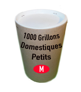 Grillons D Petits (Taille5)