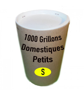 Grillons Domestiques T3 Petits (x 1000)