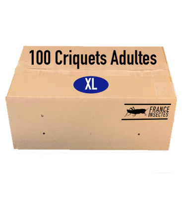 Carton de 50 Criquets Adultes