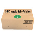 Carton de 50 Criquets Subadultes