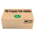 Carton de 100 Criquets Subadultes