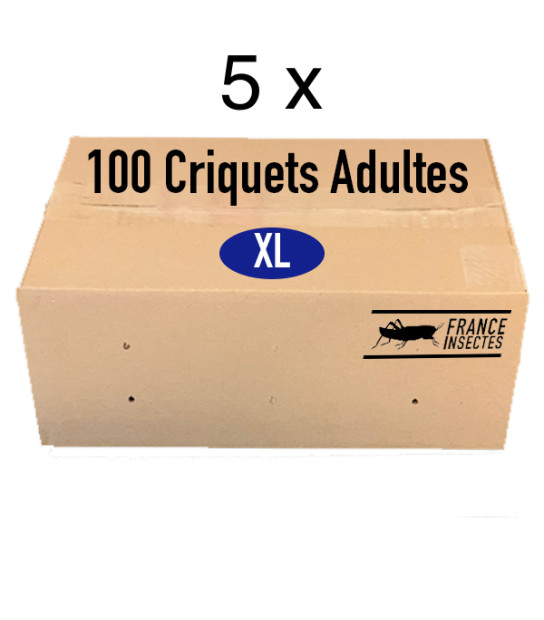 Pack économique de 5 boîtes de Grillons domestiques adulte T8 pour