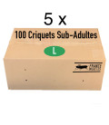 Carton de 500 Criquets Subadultes